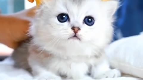 cute cat