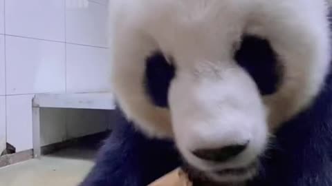Giant Panda: have a bamboo shoot ~ 🐼