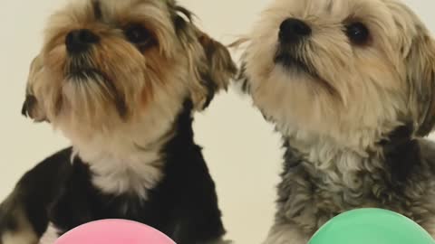 Video of dogs playing with Ballons