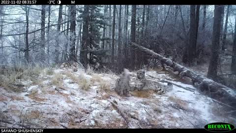A female snow leopard with three cubs in the Sayano-Shushensky Nature Reserve