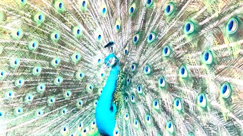 Peacock Parade: The Splendid Courtship of Peafowls