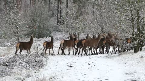A Group of Deer.