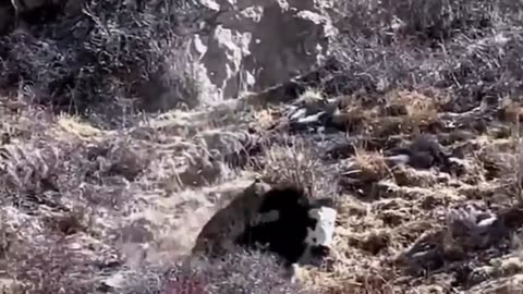 snow leopard hunting small yak!