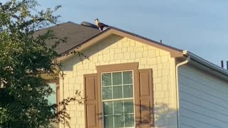 Birds Attacking Mexican Eagle 🦅 #fypシ #birds #texas #shorts #fyp #birdwatching