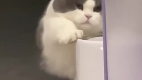 Cute short-legged cat pet🥰