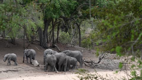 Elephand show