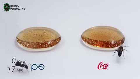 Pepsi or Coca Cola, which one do the ants like more? Time lapse