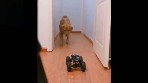 Dog gets startled and freaks out after seeing a RC car. 😂