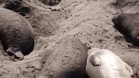 Animal For Kids | Seal For Kids | Lovely Seal For Children! Kid Video |