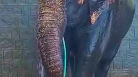 Elephant Bath Himself - Slow mo