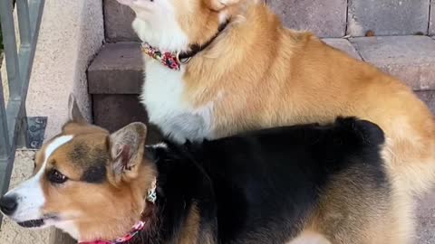 DOGS WON'T STOP ARGUING FOR FAMILY PHOTO Hammy and Olivia