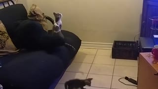 One laser pointer vs three kittens