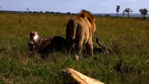 Majestic lion stuffs himself on wildebeest, walks away satisfied