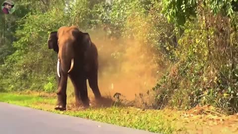 Elephant enjoying