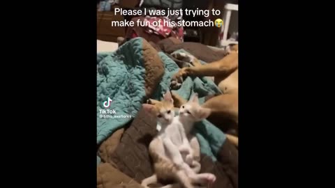 cat and dogs | cat and dogs funny videos | cat and dogs movie | cat and dogs videos @Cat Dogs #14