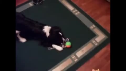 Dogs Playing with Squeaky Toys Compilation