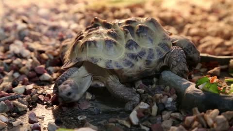 Tortoise mutant with two heads in terrarium