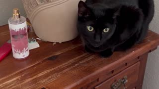 Adopting a Cat from a Shelter Vlog - Cute Precious Piper is a Sweet Nightstand Loaf