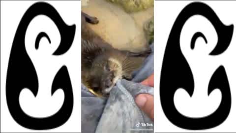 CUTE SQUEAKY AN CHONKY OTTERS - FUNNY TIKTOK COMPILATION