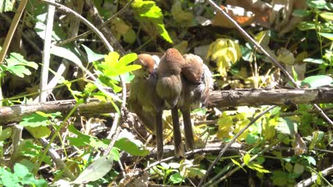 Birds clinging together and drying