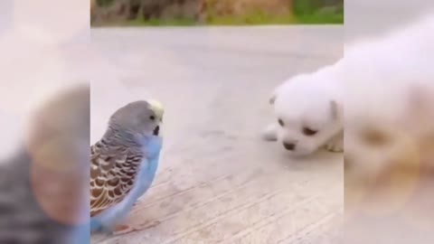 Puppy Dog Love with Parrot