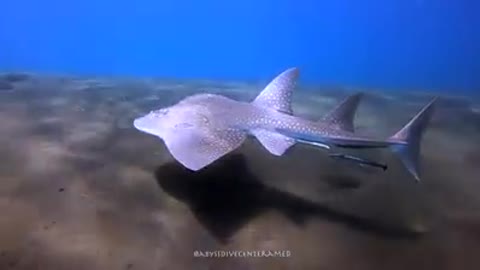 Bowmouth Guitarfish