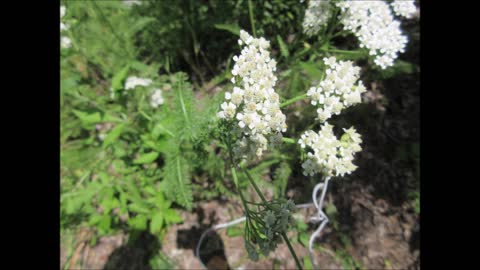 Breath of the Flower~ Wild White Yarrow