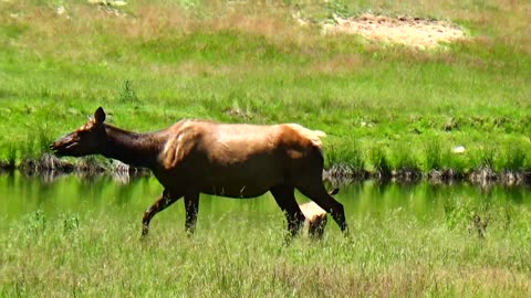 Elk