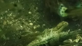 Flock it Farm: two crawfish mating and some other critters in our tank