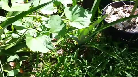 Front Garden & Ripe Papaya Finally!