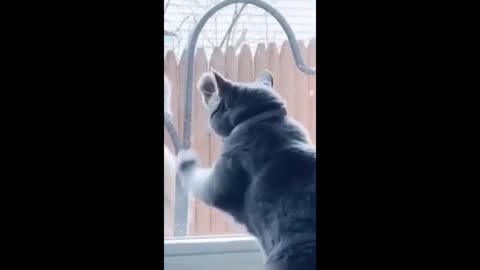 Funny animal videos 2024 - Funny cats_dogs - Funny animals