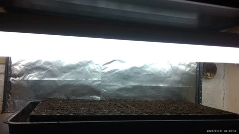 How I sow cold starts in trays - Lettuces - Broccoli - Herbs - Collards