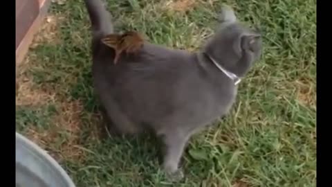 Funny Cat and Squirrel Dance
