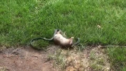 Mongoose and snake fight