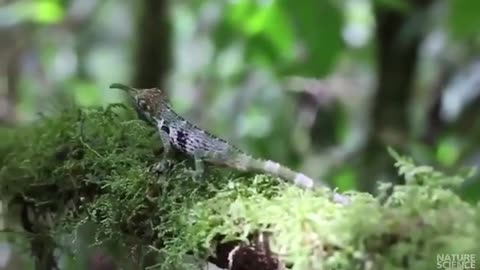 The Horned Anole (Anolis Proboscis) Is Endemic To Ecuador. | Interesting Facts #Shorts #topchannel