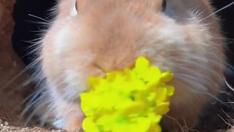 bunny eating yellow flower