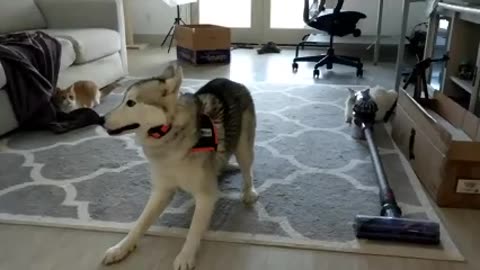 Husky is left baffled as his owner plays a disappearing trick on him in adorable video