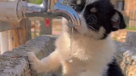 cute puppy drinking water🥰