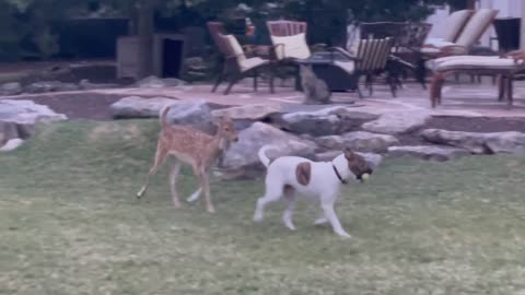 Rescued fawn loves to play with his doggy best friend