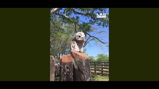 Potoo Birds are sometimes called poor-me-ones, after their haunting calls.