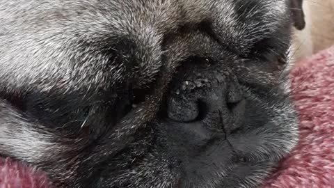 Snoring Pug - Surprisingly Loud