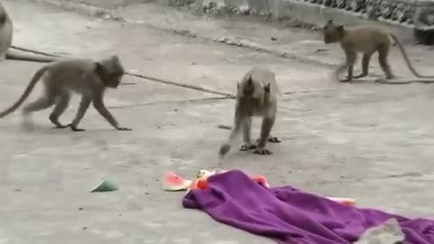 Fake sneke prank with monkey_funny video