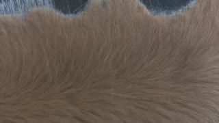 Fjord Horse's Mane Trimmed in Support of Farmers Movement