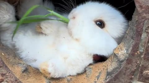 Cute rabbit in pipe | funnydams with full fun