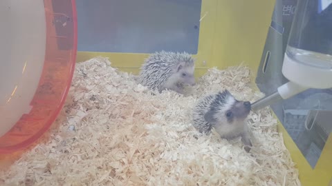 Cute hedgehogs drinking water.