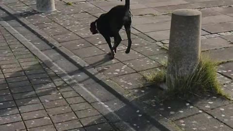 Energetic Doggy Burns Energy With Dog Parkour