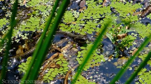 Animals of Amazon 4K - Animals That Call The Jungle Home | Amazon Rainforest