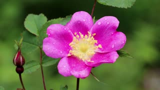 Nootka Rose