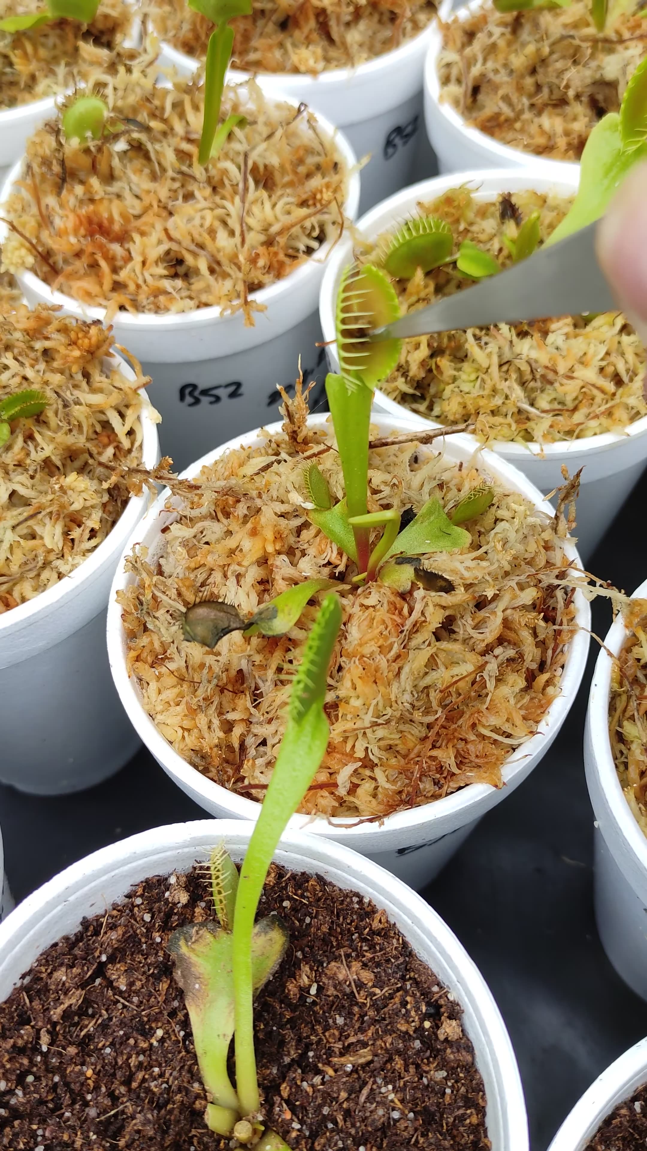 Feeding Venus Flytraps Freeze Dried Tubifex Worms Short