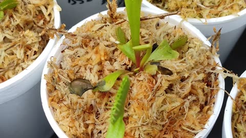 Feeding Venus Flytraps Freeze Dried Tubifex Worms #Short